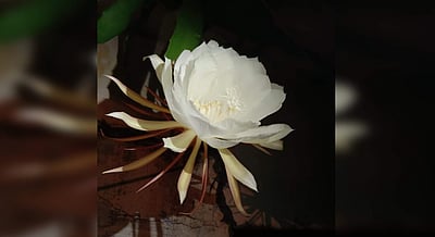 தமிழக-கேரள எல்லையில் ஆண்டுக்கு ஒரு முறை பூக்கும் நிஷாகந்தி மலர்