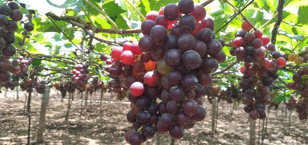 கம்பம் பகுதியில் திராட்சை சாகுபடிக்கு மாறும் வாழை விவசாயிகள்