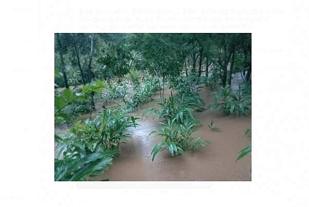 மத்தியப் பிரதேசத்தில் கனமழை: இயல்பு வாழ்க்கை பாதிப்பு