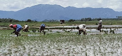 கம்பம் பகுதியில் நெல் நடவுப்பணிகள்  தீவிரம் 