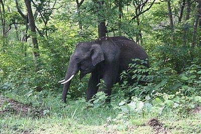 கோவையில் ஒற்றை யானை தாக்கி இளைஞர் சாவு  