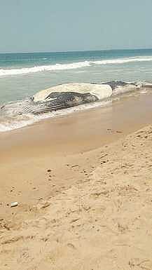 வாலிநோக்கம் கடற்கரையில் இறந்த நிலையில்கரை ஒதுங்கிய ராட்சத திமிங்கிலம்