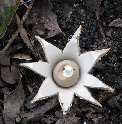 ஸ்ரீவிலி. அருகே மேற்குத் தொடா்ச்சி மலைப் பகுதியில் வண்ண காளான்கள்