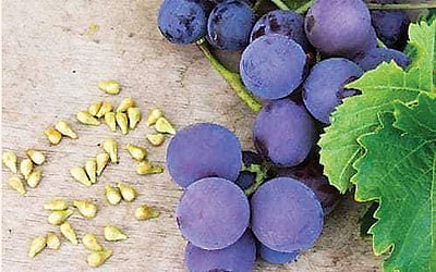 மருத்துவ குணம் நிறைந்த கருப்பு திராட்சை விதை!