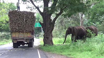 யானைகளுக்கு பயந்து மரத்தில் ஏறிய ஓட்டுநர்கள்: ஆசனூர் மலைப்பாதையில் பரபரப்பு