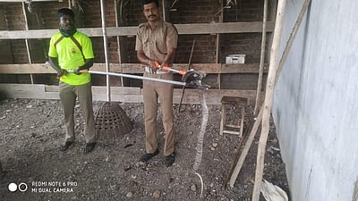 ஸ்ரீவில்லிபுத்தூர் அருகே வீட்டுக்குள் புகுந்த 3 பாம்புகள்