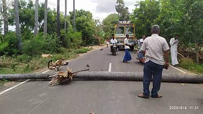 திருவாடானை அருகே மின்கம்பியில் பனைமரம் விழுந்தது