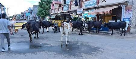 சிதம்பரம் நகர சாலைகளில் திரியும் கால்நடைகளால் இடையூறு