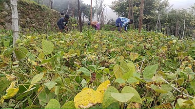 கொடைக்கானலில் தொடர் மழை: பீன்ஸ் செடியில் மஞ்சள் நோய் தாக்குதல்