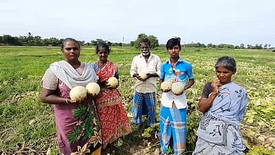 அழுகி வீணாகும் கிர்ணி பழங்கள் : நிவாரணம் வழங்க விவசாயிகள் கோரிக்கை