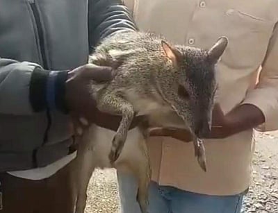 கொடைக்கானலில் அடிபட்டுக் கிடந்த சருகுமான்: காப்பாற்றிய வாகன ஓட்டுநருக்கு பாராட்டு