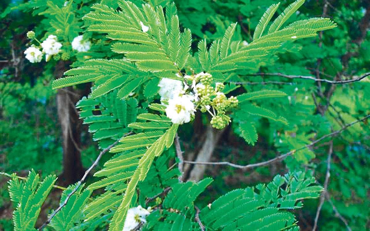 மரங்களின் வரங்கள்!: கால்நடைகளுக்கு உணவு வெள்வேல் மரம்