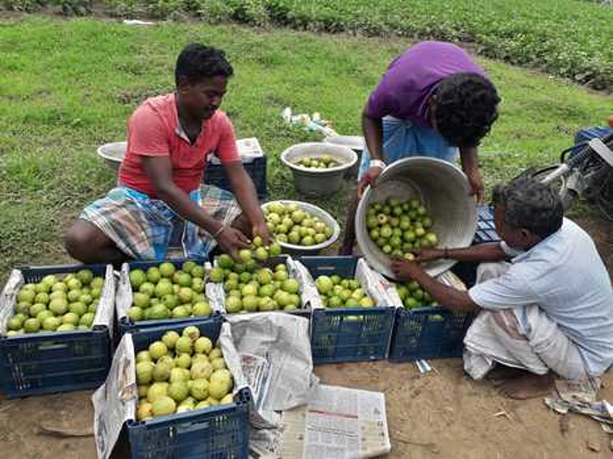 கொய்யா பழம் விலை கடும் வீழ்ச்சி: விவசாயிகள் வேதனை