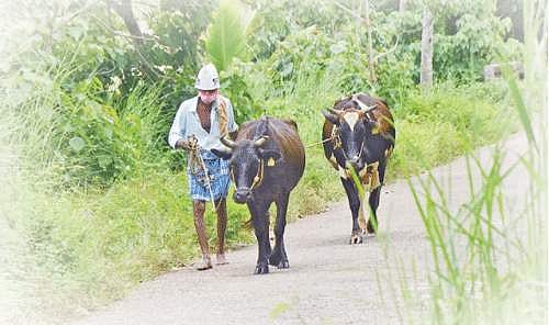கால்நடைகளைப் பராமரிக்க முடியாமல் திணறும் பால் உற்பத்தியாளர்கள்!