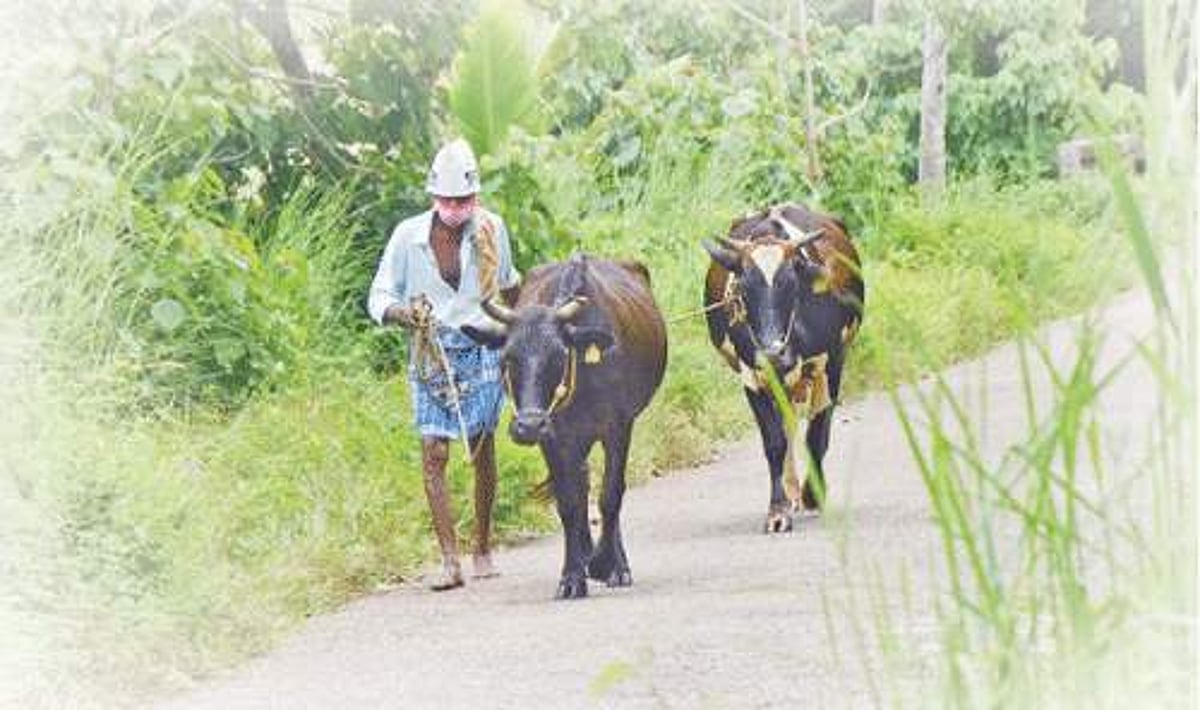 கால்நடைகளைப் பராமரிக்க முடியாமல் திணறும் பால் உற்பத்தியாளர்கள்!