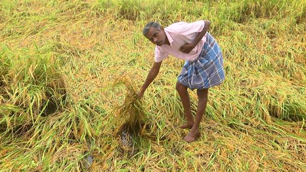 அறுவடைக்கு தயாராக இருந்த குறுவை நெல் பயிர்கள் சாய்ந்தன: விவசாயிகள் வேதனை
