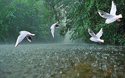 மண்ணை ஆளும் மழை!