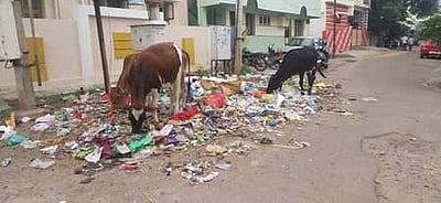 துப்புரவுப் பணிகளில் தொய்வு: சுகாதாரச் சீா்கேட்டில் அரியமங்கலம் கோட்டம்