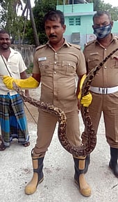 வீரவநல்லூரில்பிடிபட்ட மலைப்பாம்பு