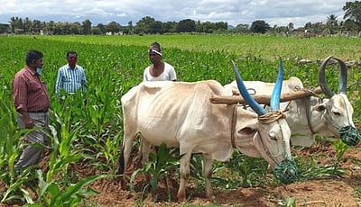 படைப்புழு தாக்குதல்: ஆய்வு செய்ய குழுக்கள் அமைப்பு