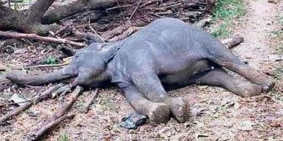 ஜார்கண்ட்: ரயில்வே ஆய்வு வாகனம் மோதி யானை பலி