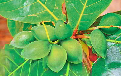 மரங்களின் வரங்கள்!: இந்திய பாதாம் மரம்