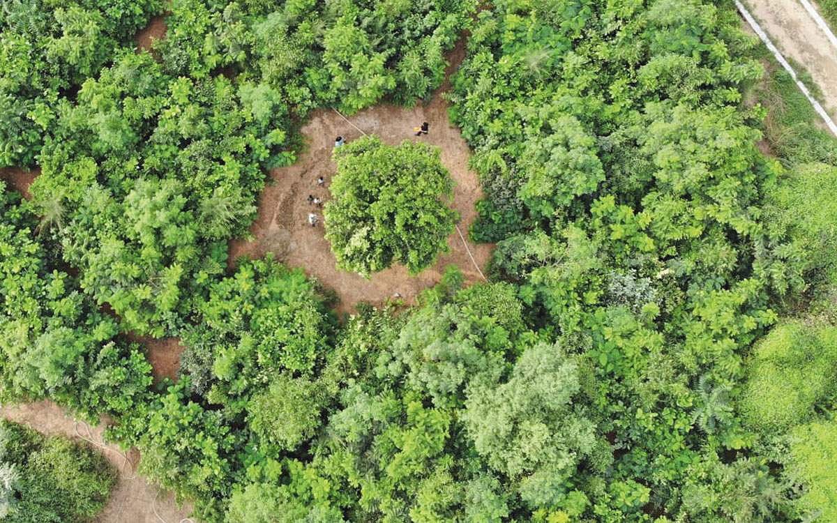 "மியாவாக்கி' முறை: 10 ஆண்டுகளில் காடுகள்!