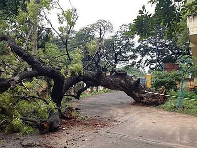 வேரோடு மரம் சாய்ந்ததால் மின்சாரம் துண்டிப்பு: கால்நடைத் துறை அலுவலகங்களில் பணிகள் பாதிப்பு