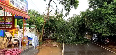 காரைக்குடியில் மழை: சாலையில் மரம் முறிந்து விழுந்ததால் போக்குவரத்துப் பாதிப்பு