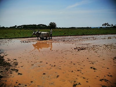 தொடா் மழை, பாசனத்துக்குத் தண்ணீா் திறப்பு: குறுவை சாகுபடிப் பணிகள் தொடக்கம்