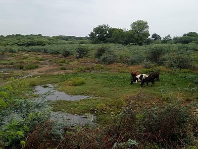 தொடர்ந்து 3 நாட்கள் கனமழை: கண்மாய்க்கு நீர்வரத்து இல்லாததால் விவசாயிகள் வேதனை