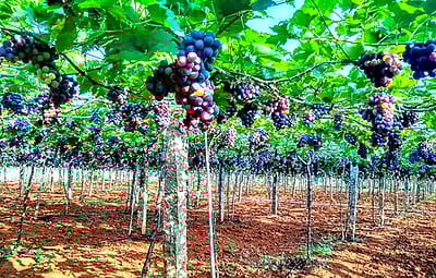 கம்பம் பள்ளத்தாக்கில் திராட்சை விலை வீழ்ச்சி: விவசாயிகள் கவலை