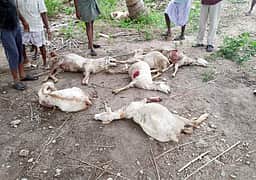 பழனி அருகே நாய்கள் கடித்ததில் ஆடுகள் உயிரிழப்பு