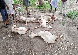 பழனி அருகே நாய்கள் கடித்ததில் ஆடுகள் உயிரிழப்பு