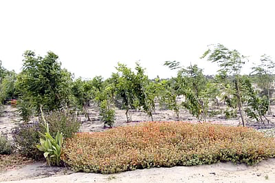 ராமநாதபுரத்துக்கு வரப்பிரசாதம் ‘குறுங்காடுகள்’!