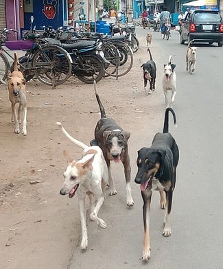 ஸ்ரீவில்லிபுத்தூரில் சாலைகளில் செல்பவா்களை விரட்டி கடிக்கும் நாய்கள் கூட்டம்.பொது மக்கள் அச்சம்.