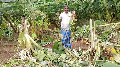 வாழை மரங்களை சேதப்படுத்திய யானை