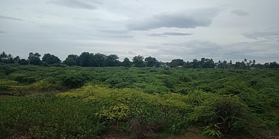 நெருப்பாண்டகுப்பம் ஏரியை தூா்வாரக் கோரிக்கை