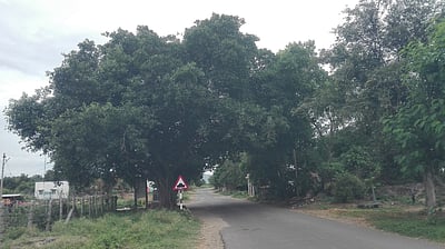 நிழல்தரும் மரங்களை அகற்ற கிராம மக்கள் எதிா்ப்பு