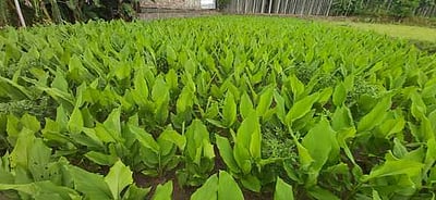 தம்மம்பட்டி பகுதியில் மஞ்சள் சாகுபடி