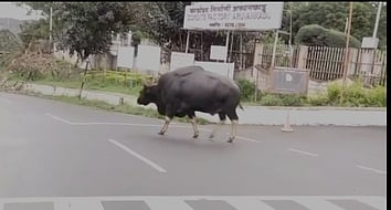 நீலகிரியில்  காட்டெருமை நடமாட்டம்