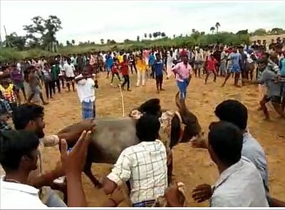 புதுக்கோட்டை கீரனூா் அருகே தடையை மீறி நடந்த மஞ்சுவிரட்டு