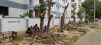 சாலையோர மரங்களை வெட்டிய குடியிருப்புவாசிகள்: சமூக ஆா்வலா்கள் கண்டனம்