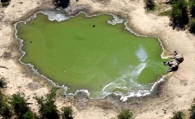 நீரில் உருவான நஞ்சு: திடீரென பலியான 330 யானைகளால் அதிர்ச்சி