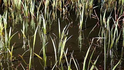 திருவாரூர் அருகே எண்ணெய்க் குழாய் உடைப்பு: சம்பா பயிர் பாதிப்பு