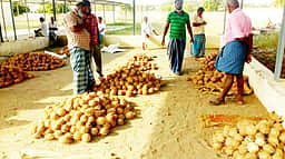 பெருந்துறையில் ரூ.11.50 லட்சத்துக்கு தேங்காய் ஏலம்