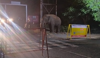 சாலையை மறித்து நின்ற யானையால் போக்குவரத்து பாதிப்பு