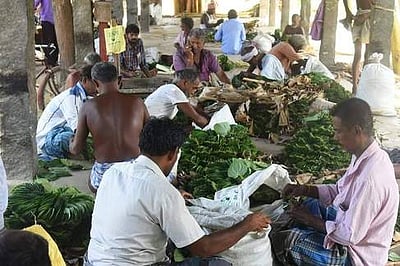 வாய் சிவக்கும் ஆத்தூா் வெற்றிலை!