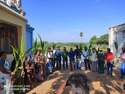 சேதமான தென்னை மரங்களுக்கு பதில் புதிய கன்றுகள் நடும் பணி