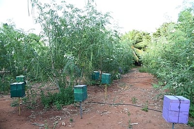 மருத்துவ குணம் நிறைந்த முருங்கை தேன்